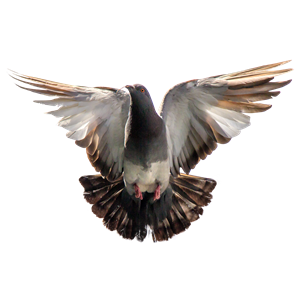 Pigeon PNG-54584